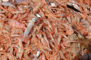 Shrimps freshly caught from the sea are being prepared for sale in the market.