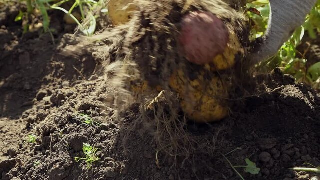 Man digs potatoes out of the ground and picks vegetable tubers with his hands. Autumn gathering