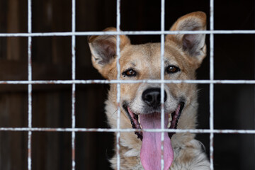 Portrait of a cheerful smiling dog sitting behind bars in a cage at an animal shelter. A cheerful...