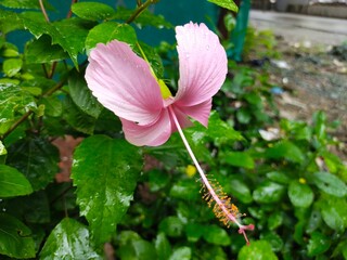 pink and white flower