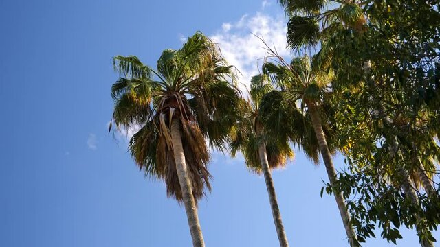 Four palm trees with calm blue sky in background in Tokyo Prefecture
