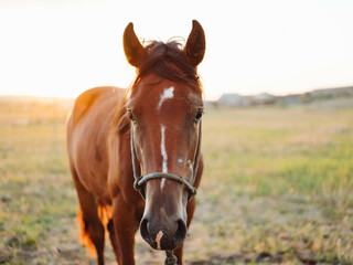 Obraz na płótnie Canvas horse animal mammal in the field walk fresh air