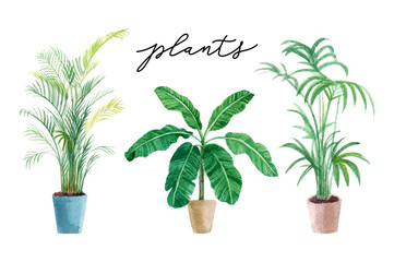 Watercolor hand drawn  illustration with houseplants in pots. Flowerpots Plants in a flowerpot. Plants painted with watercolors on white background