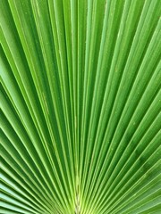 green leaf of the plant with smooth lines, background abstraction