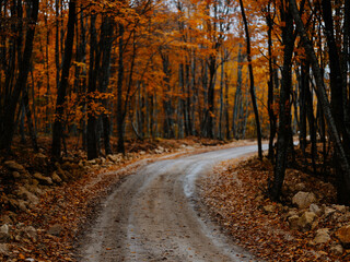 Forest autumn trees road landscape nature