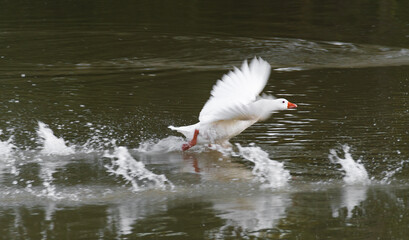 great crested grebe