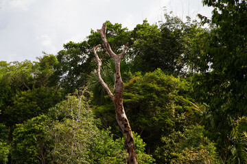 dead tree in the middle of the amazon forest