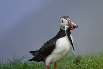 Closeup of a puffin returning to its burrow with a large fish in its beak. Mykines Island, Faroe Isalnds