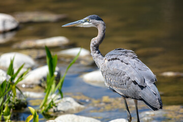 A Blue Heron Hunting on the Rocky Shore of a Lake