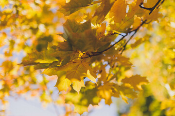 Fototapeta na wymiar Maple branch with yellow leaves