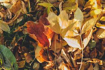 Autumn leaves are lying on the grass