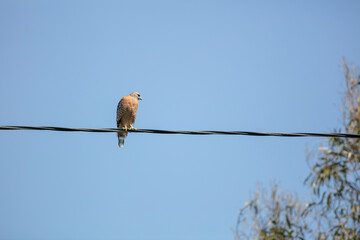 A Hawk Perched on a Power Wire Surveying the Scene