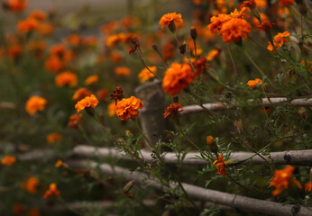 garden flowers on a bed of willow twigs