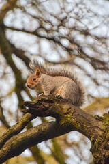 A cute grey squirrel in a park in London, UK.