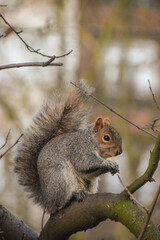 A cute grey squirrel in a park in London, UK.