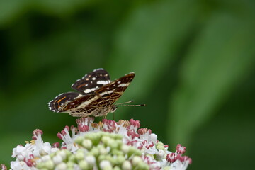 White flowers and the butterfly sitting against greens