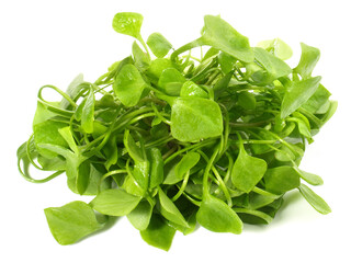 Postelein Salat freigestellt - Hintergrund weiß