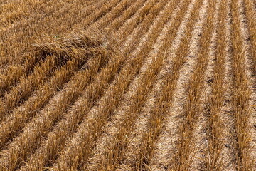 Stubble in the field after harvest. Cut stalks of cereals in the field. Slender rows of grain crops