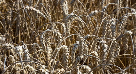 Fototapeta premium Field of Golden wheat under the blue sky and clouds