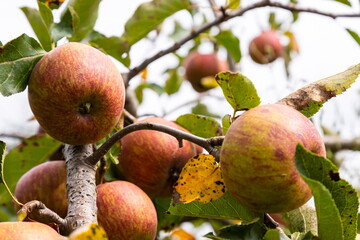 branch of ripe apples on a tree in a garden