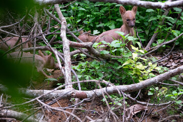 Young or baby dhole waiting their mom come back. Wildlife and Animal