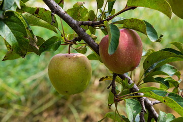 branch of ripe apples on a tree in a garden