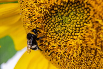 Black and yellow striped bee, honey bee, pollinating sunflowers close up low level view of single sunflower head with yellow petals