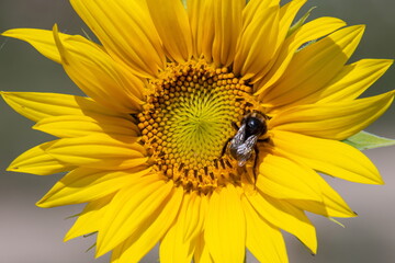 Black and yellow striped bee, honey bee, pollinating sunflowers close up low level view of single sunflower head with yellow petals