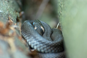 Curled grass snake in the gap between the logs of wood