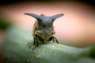 spider on a leaf