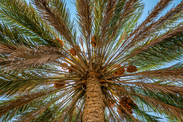 Colourful dates on palm tree. Umm Bab beach. Qatar
