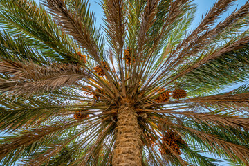 Fototapeta na wymiar Colourful dates on palm tree. Umm Bab beach. Qatar
