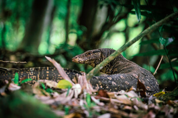 Asian water monitor - Varanus salvator also common water monitor, large varanid lizard native to South and Southeast Asia (kabaragoya, two-banded monitor, rice lizard, ring lizard, plain lizard.