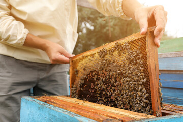 Beekeeper in uniform taking frame from hive at apiary, closeup. Harvesting honey