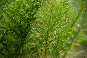 Natural background and wallpaper. Beautiful green fern leaves in the forest.