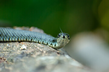 The grass snake lies on a tree trunk