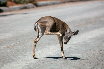 A Yearling Doe Deer Standing in the Street and Scratching Itself in a Residential Area