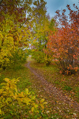 Autumn garden with path and orange and yellow leaves on trees 