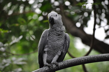 African Grey Parrot on a branch