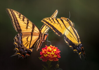 Closupe shot of Mariposa Papilio multicaudata