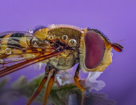 Macro photography of an Eupeodes corollae fly