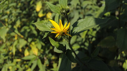 yellow flower in the morning