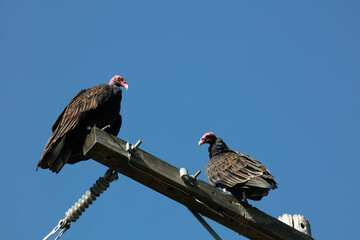 Turkey Vultures Perched on a High Energy Power Pole Near Dangerous Electricity