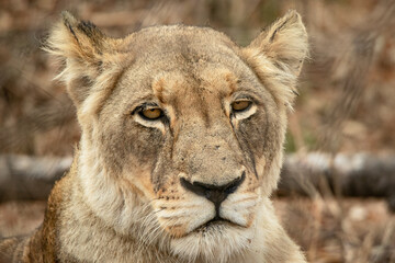 portrait of a lion, Kruger Africa