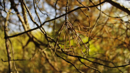 autumn leaves in the wind