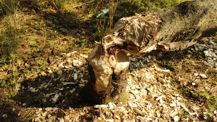 beaver gnawed tree