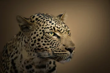 Türaufkleber Leopard Nahaufnahme von Leopard