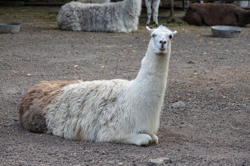 white alpaca with open mouth. close-up of a llama in his paddock on a farm