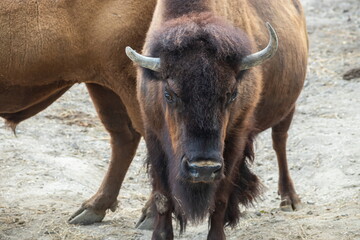 European bison - Bison bonasus in the reserve