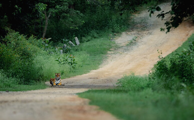 tiger in forest sitting on road with jungle frame